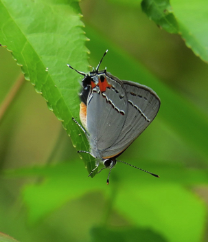 Gray Hairstreak male